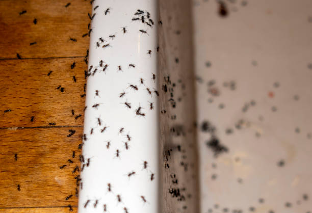 Insect Control in Wadsworth, IL