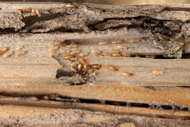 Trusted Wadsworth, IL Pest Control Experts